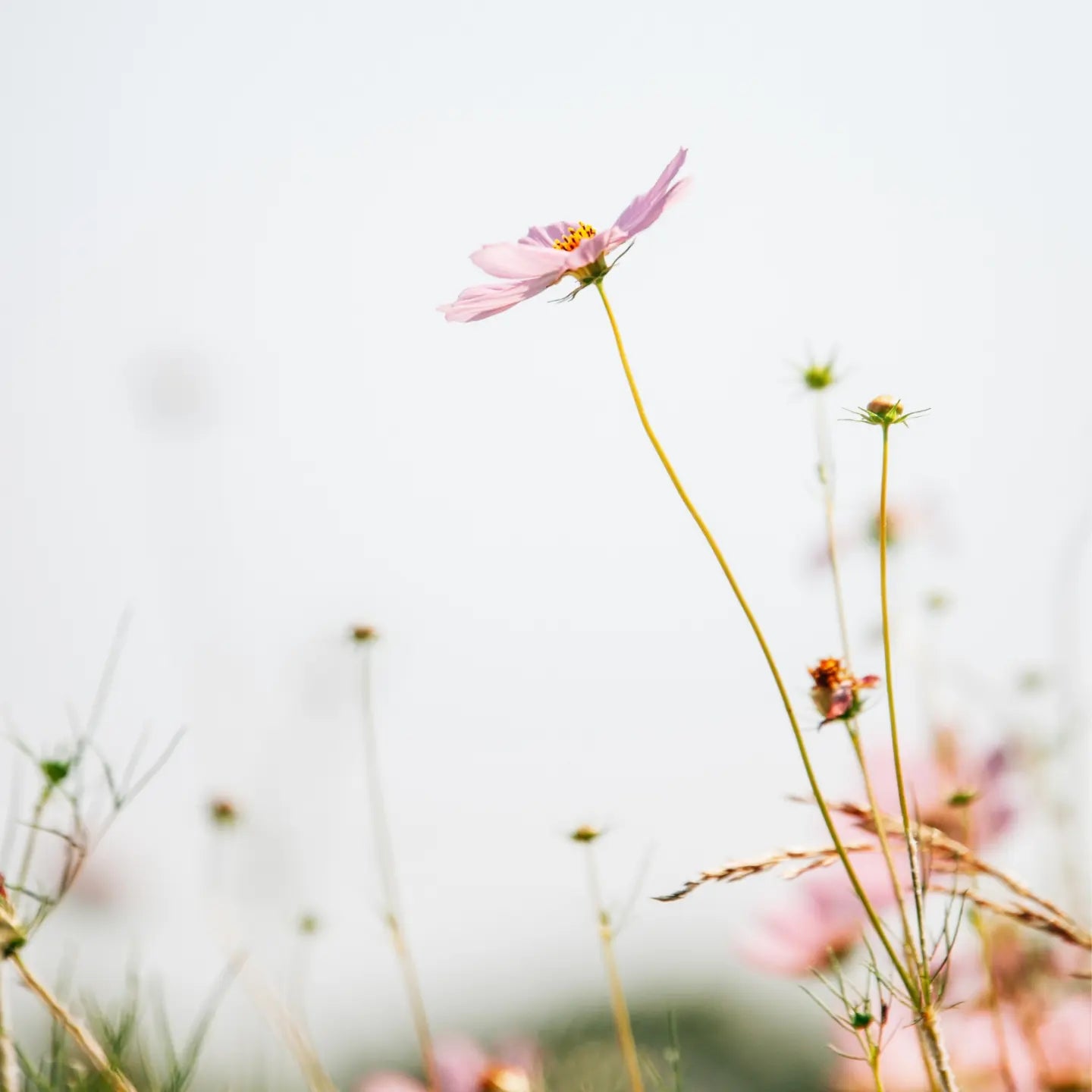 Boucles d'oreilles coeur